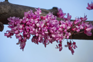 pink flowers of Cercis closeup on sky background