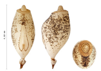 Egg of stick insects - Asceles sp.