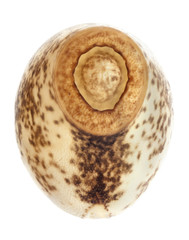 Egg of stick insects - Asceles sp.