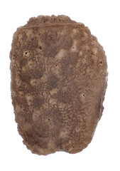 Egg of stick insects - Pseudosermyle phalangiphora