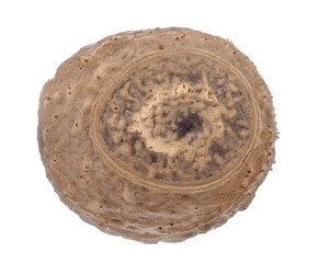 Fototapeta premium Egg of stick insects - Pseudosermyle phalangiphora