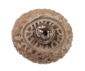 Egg of stick insects -