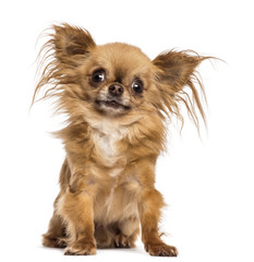 Chihuahua, 8 months old, sitting and looking at camera against white background