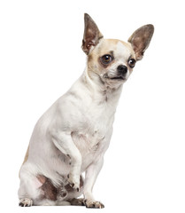 Chihuahua sitting and looking away against white background