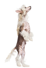 Chinese Crested dog standing on hind legs and looking up against white background