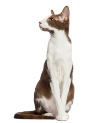 Oriental Shorthair sitting and looking up against white background