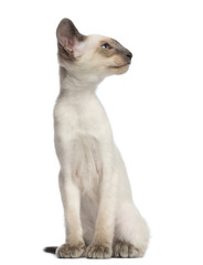 Obraz premium Oriental Shorthair kitten, 9 weeks old, sitting and looking away against white background
