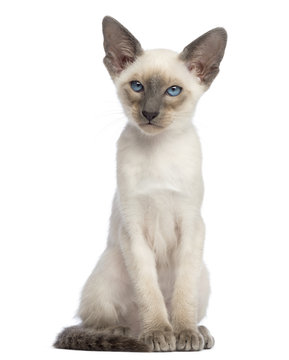 Oriental Shorthair kitten, 9 weeks old, sitting and looking away against white background