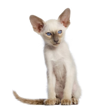 Oriental Shorthair kitten, 9 weeks old, sitting and looking away against white background