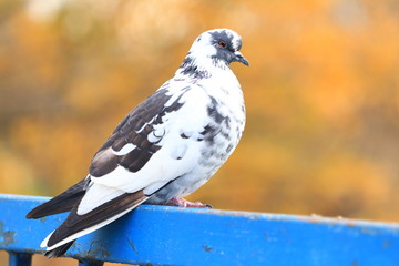 Pigeon