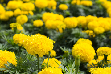 Yellow marigold Flowers and Blur Background