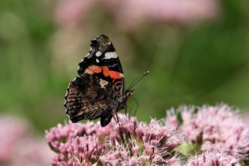 Schmetterling Admiral (Vanessa atalanta) auf rosa Blüte