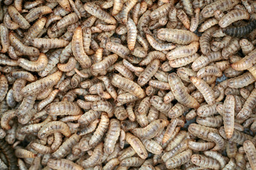 Larvae Hermetia illucens, the black soldier fly