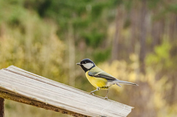 wild beautiful bird with a yellow belly in the fall looking for food in the feeder
