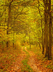 Colorful autumnal scene in the forest