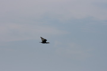 Cormoran, Delta du Danube, Roumanie