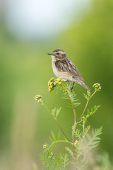 Beautiful nature scene with bird whinchat (Saxicola rubetra). Wildlife shot of bird on the flower. Bird in the nature habitat.