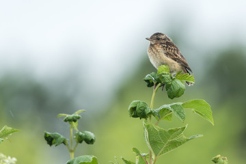 Fototapeta premium Beautiful nature scene with bird whinchat (Saxicola rubetra). Wildlife shot of bird on the flower. Bird in the nature habitat.