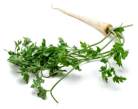 Fresh one whole parsley root isolated on white background.