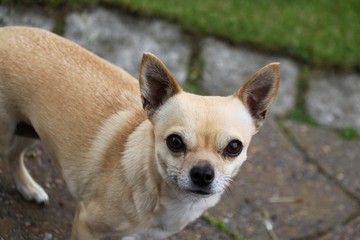 kleiner süßer Chihuahua im Garten