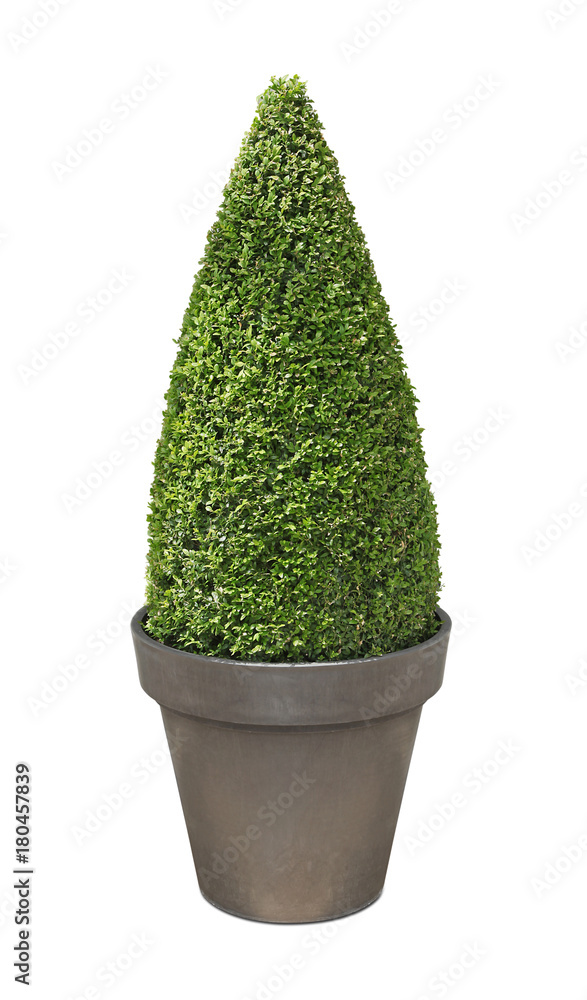 Poster buxus taillé en cône en pot