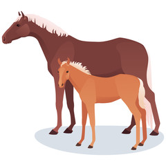 Vector illustration of  mare and foal. Adult horse with her baby, cub, isolated on white