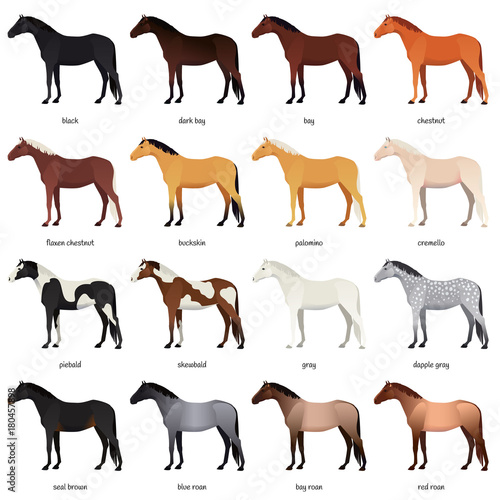 "Vector collection of various horse coats colors black, bay, chestnut
