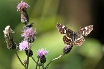Schmetterling Landkärtchen (Araschnia levana) auf Diestelblüte im Spätsommer