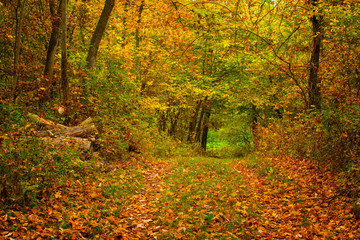 Fototapeta premium Colorful autumnal scene in the forest