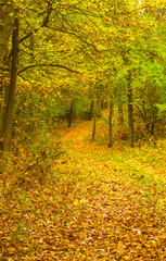 Obraz premium Colorful autumnal scene in the forest