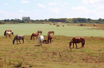 Fototapeta na wymiar Große Herde von Pferden bei El Rocio, Nationalpark Coto de Donana, Andalusien