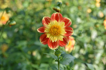 Dahlia rouge et jaune en été au jardin