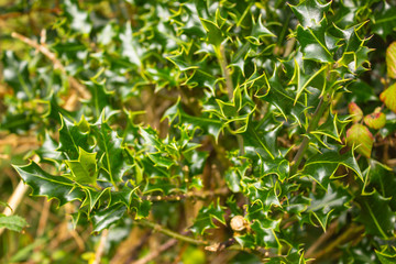 tree with spiny leaves with a yellow stroke