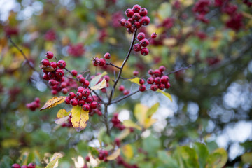 Red Berries