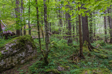 Slovenian Forest