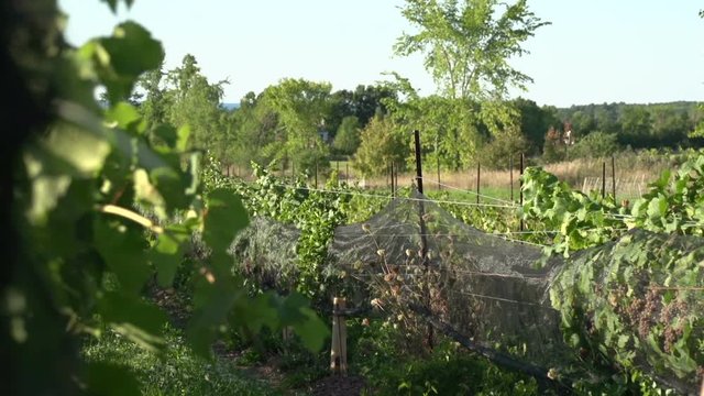 A couple walking down a path between the vines