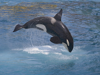 Fototapeta premium orka (Orcinus orca) wyskakująca z wody