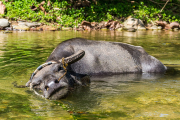 domestic water buffalo in Mindoro, Philippines