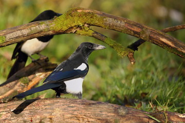 European magpie (Pica pica) perched on a branch.Wildlife scenery, Slovakia, Europe.