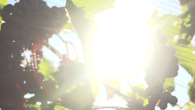 grapes growing on a vine with the sun shining behind them