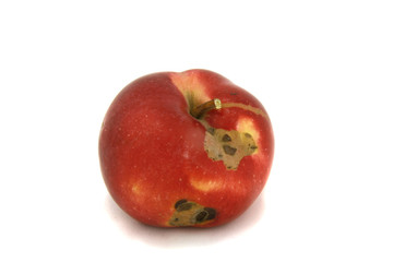 Bad red apple on the white background