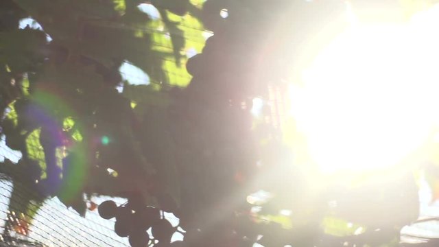 A shot of the sun shinging behind red grapes