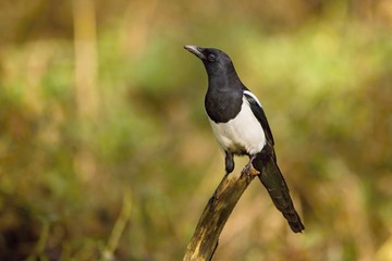 European magpie (Pica pica) perched on a branch.Wildlife scenery, Slovakia, Europe.