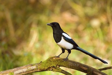 European magpie (Pica pica) perched on a branch.Wildlife scenery, Slovakia, Europe.
