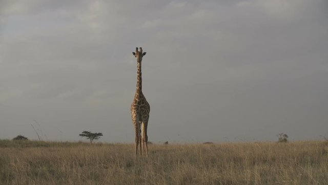 A giraff looking right at the camera