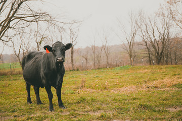 cows in field