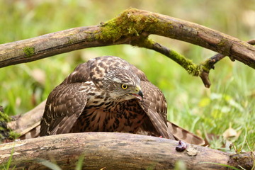 Birds of prey - Young northern goshawk (Accipiter gentilis). Wildlife scenery, Slovakia, Europe.