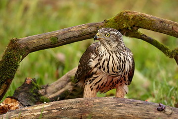 Birds of prey - Young northern goshawk (Accipiter gentilis). Wildlife scenery, Slovakia, Europe.