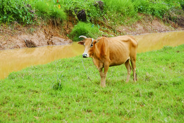 Naklejka na ściany i meble Cow On A Green Field