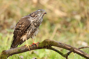 Birds of prey - Young northern goshawk (Accipiter gentilis). Wildlife scenery, Slovakia, Europe.